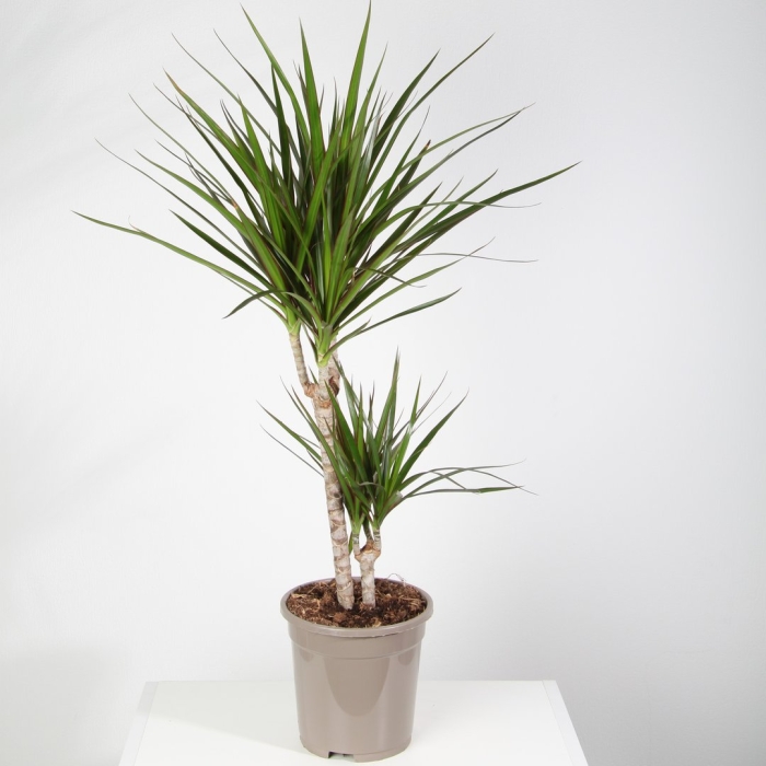 Драцена маргината колорама