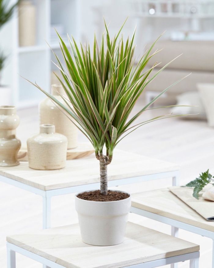 Драцена marginata