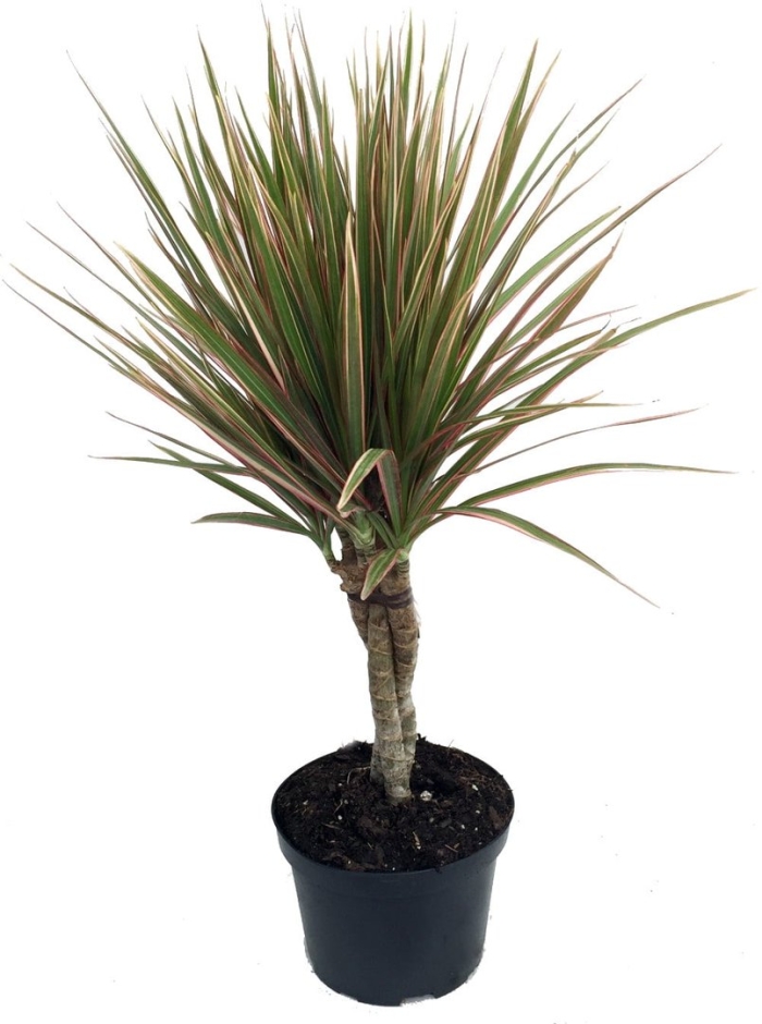 Драцена маргината магента