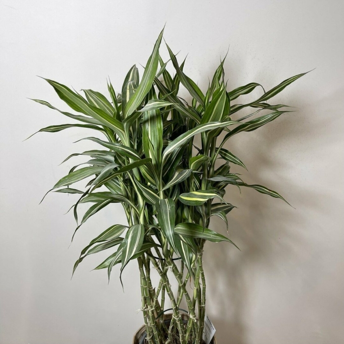 Драцена сандера dracaena sanderiana