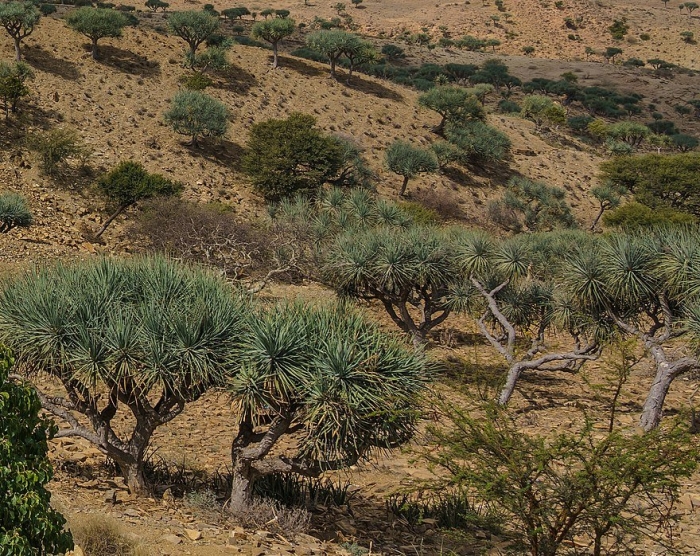 Остров сокотра