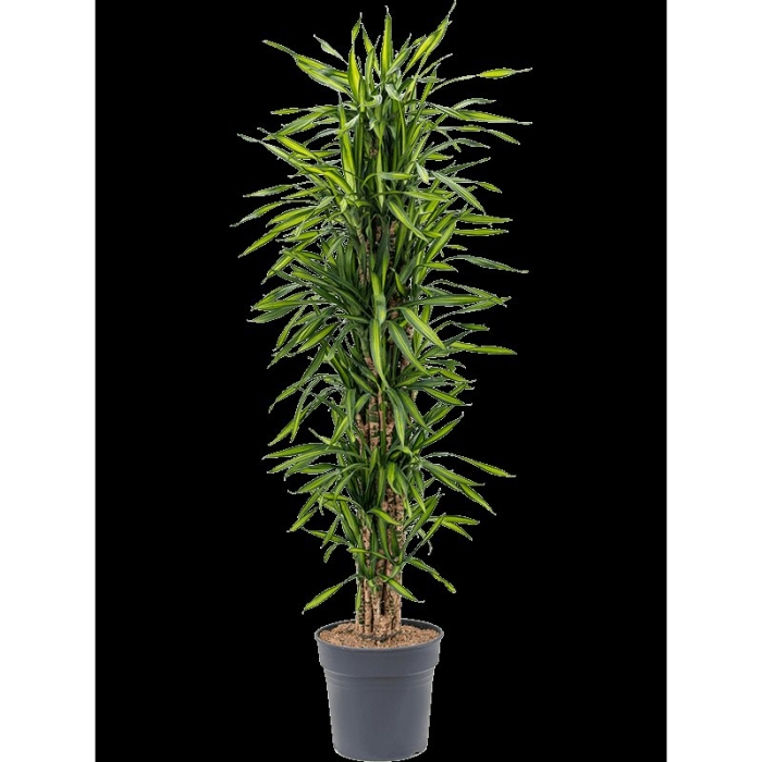 Драцена фрагранс