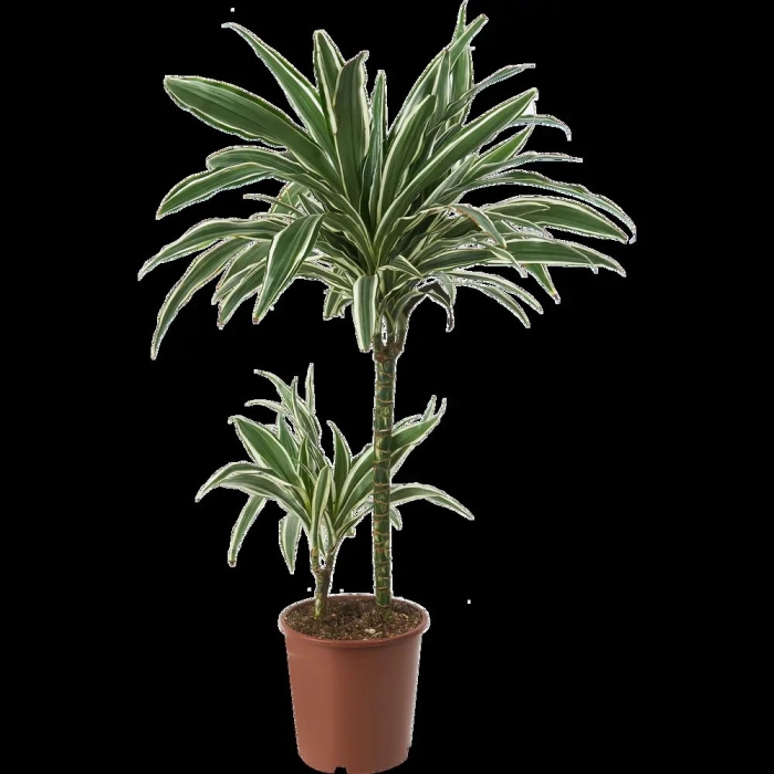 Драцена вайт страйп