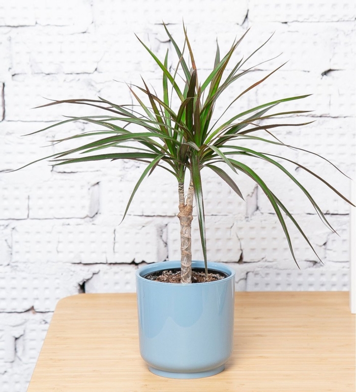 Комнатное растение драцена маргината