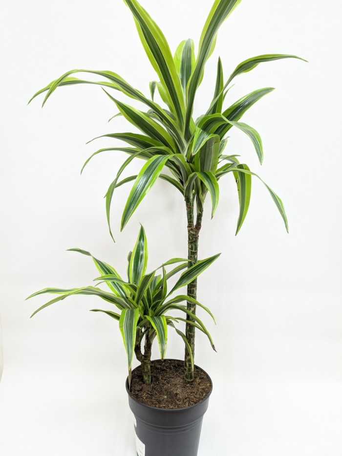 Драцена фрагранс лемон лайм