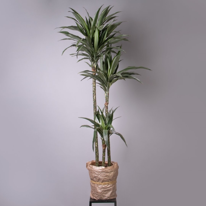 Драцена фрагранс варнески