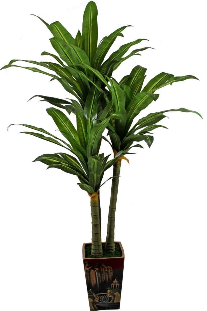 Драцена пальма