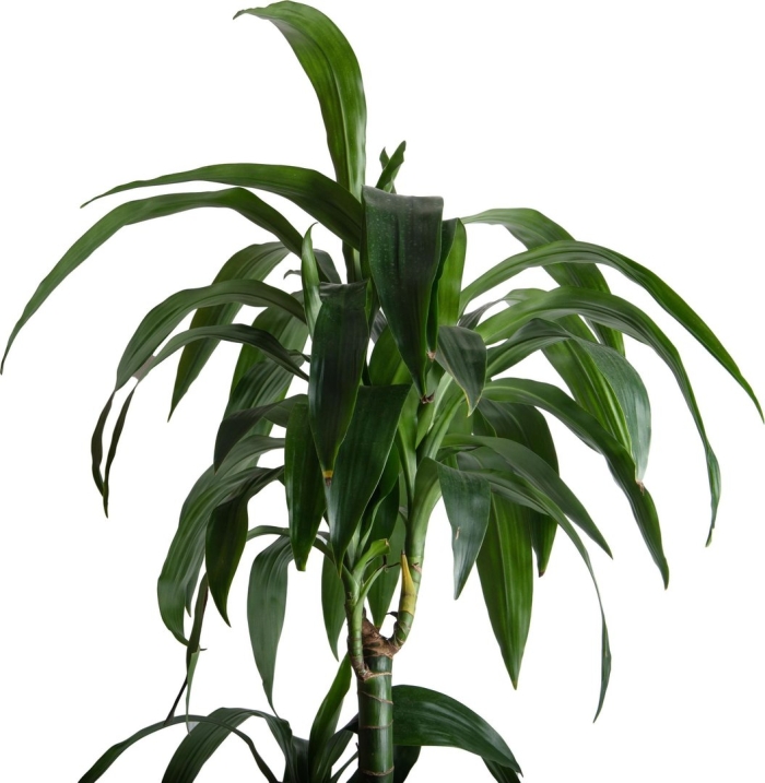 Драцена фрагранс джанет крейг