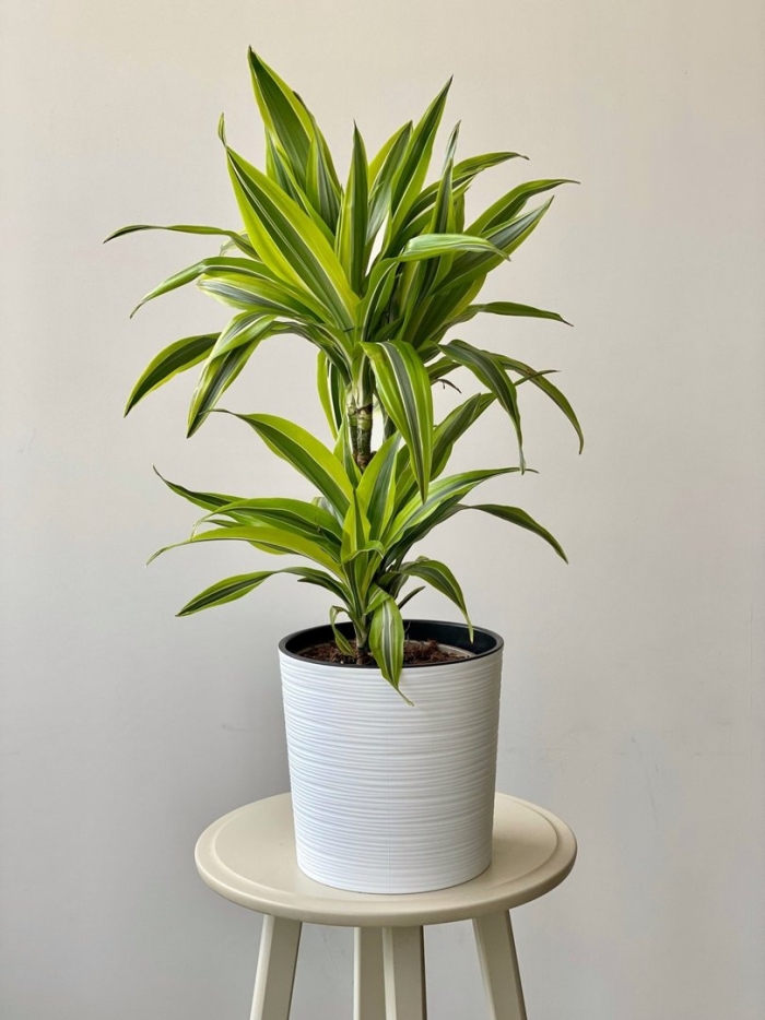 Драцена микс