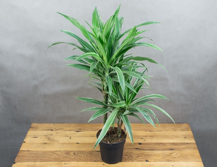 Драцена варнески