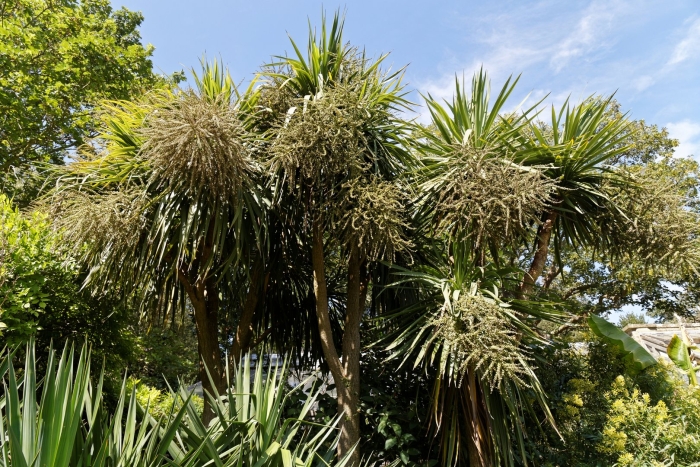 Cordyline australis