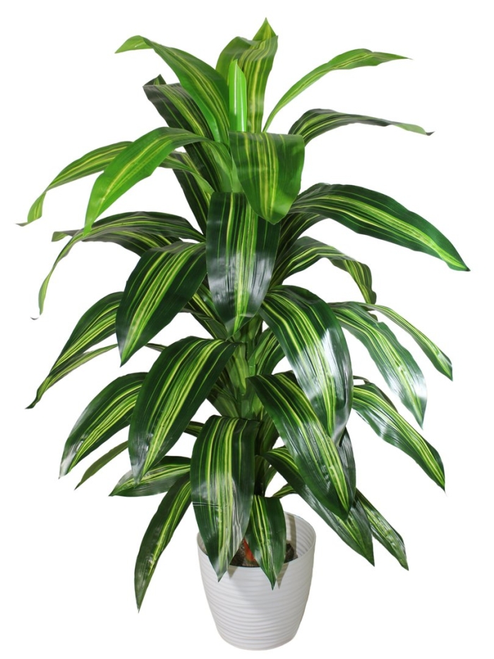 Королевская драцена