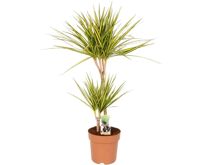 Драцена маргината 2рр