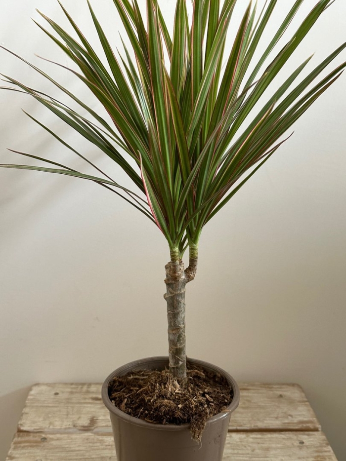 Драцена драконовое дерево