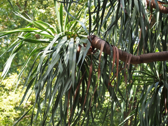 Драцена драко