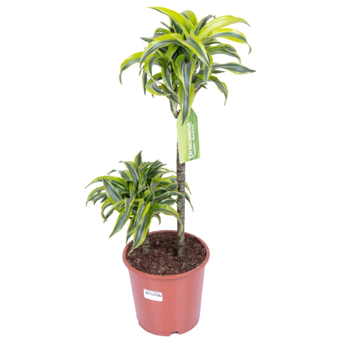 Драцена фрагранс сюрприз