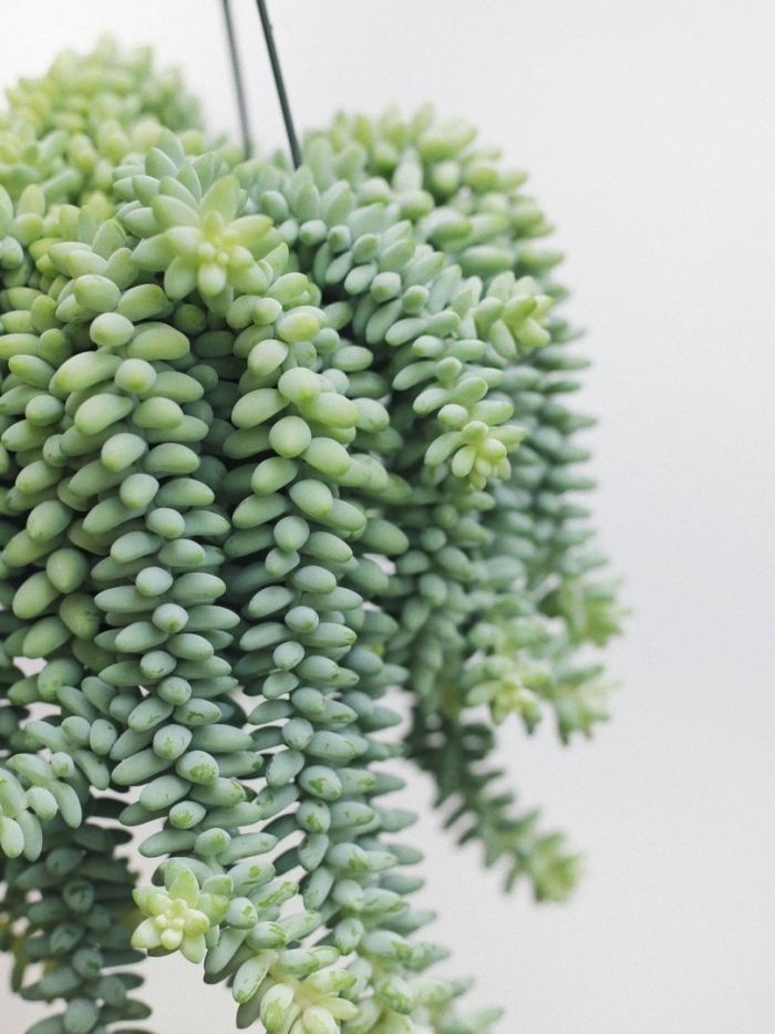 Очиток моргана sedum morganianum