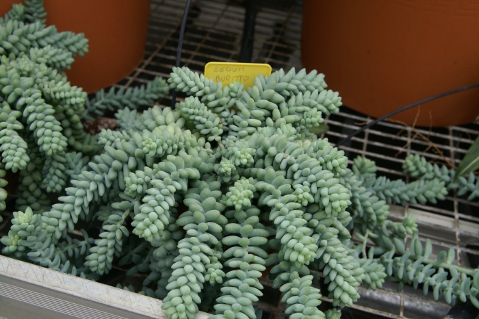 Очиток моргана sedum morganianum