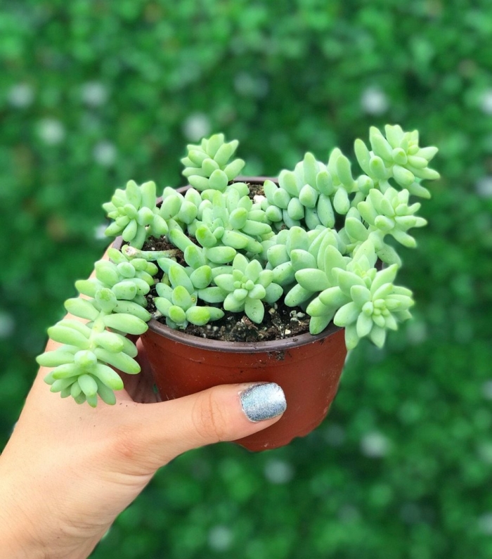 Седум очиток