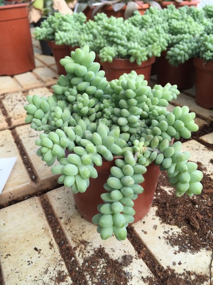 Sedum morganianum