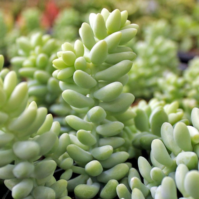 Суккулент седум висньюс