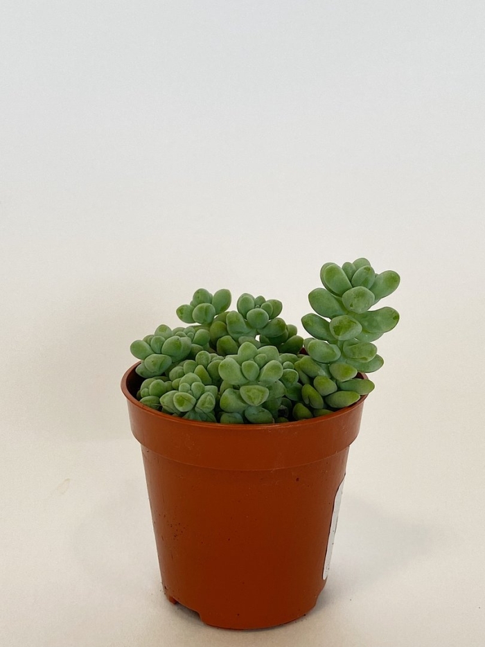 Буррито суккулент седум