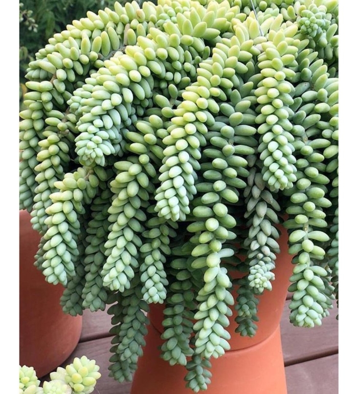 Очиток моргана sedum morganianum