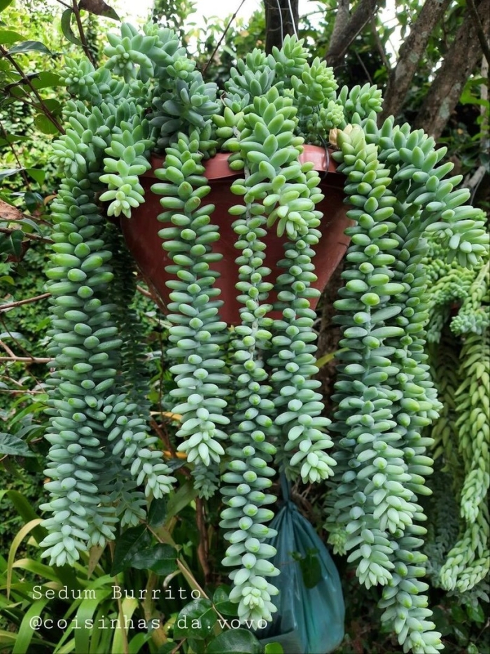 Суккулент седум моргана