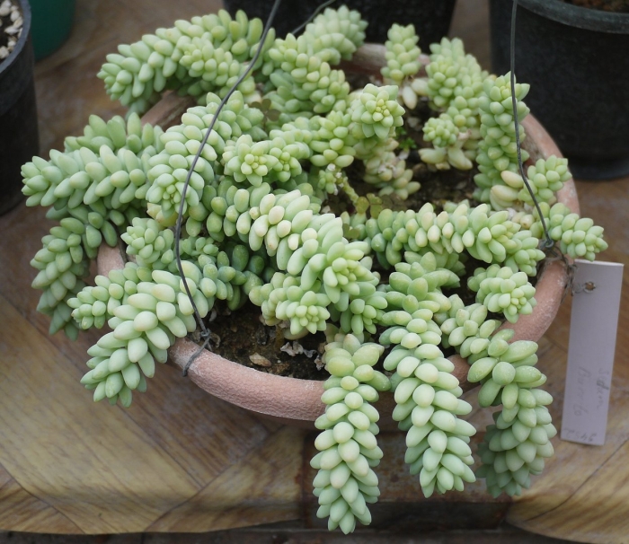 Седум магнум