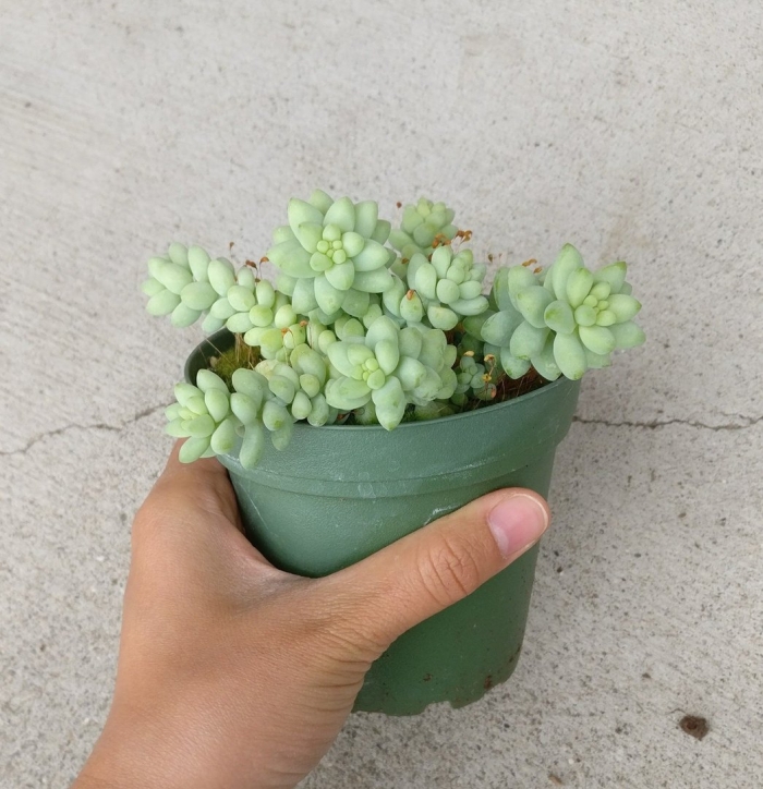 Буррито суккулент седум