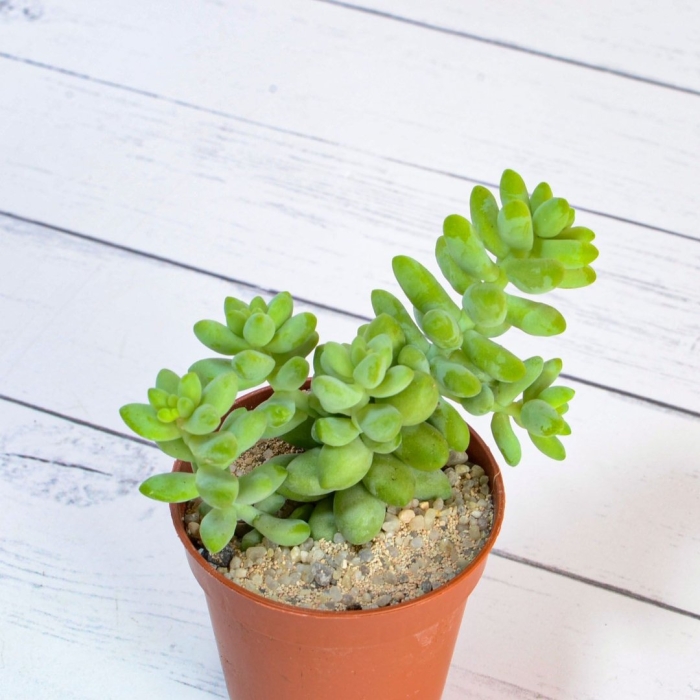 Седум treleasei