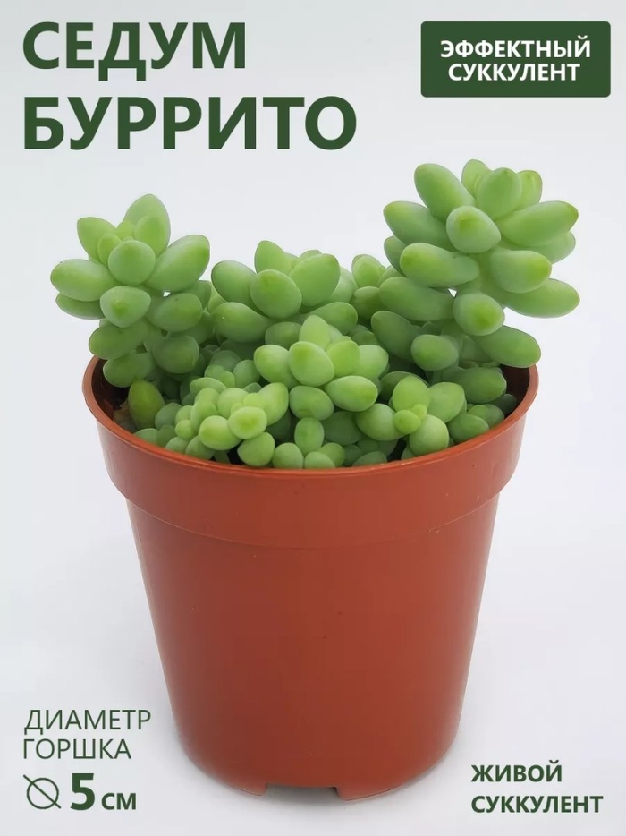 Седум буррито горшок