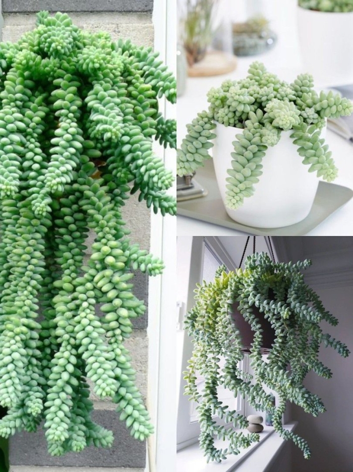 Растение суккулент