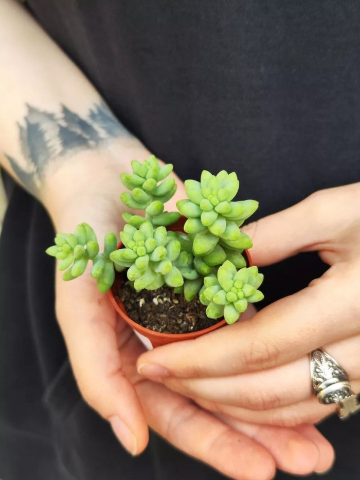 Седум рубротинктум