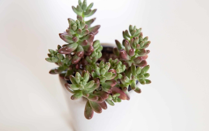 Седум джелли