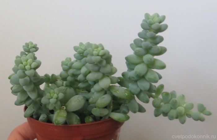 Растение очиток