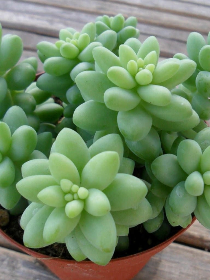 Суккулент sedum burrito