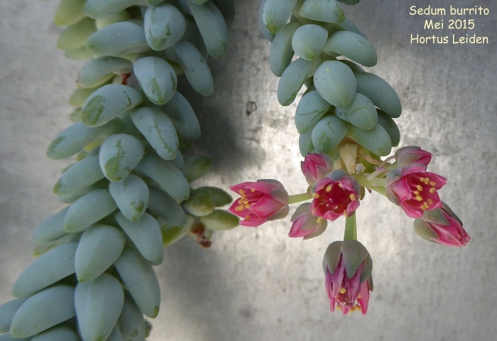 Очиток моргана буритто