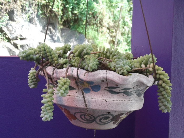 Моргана очиток