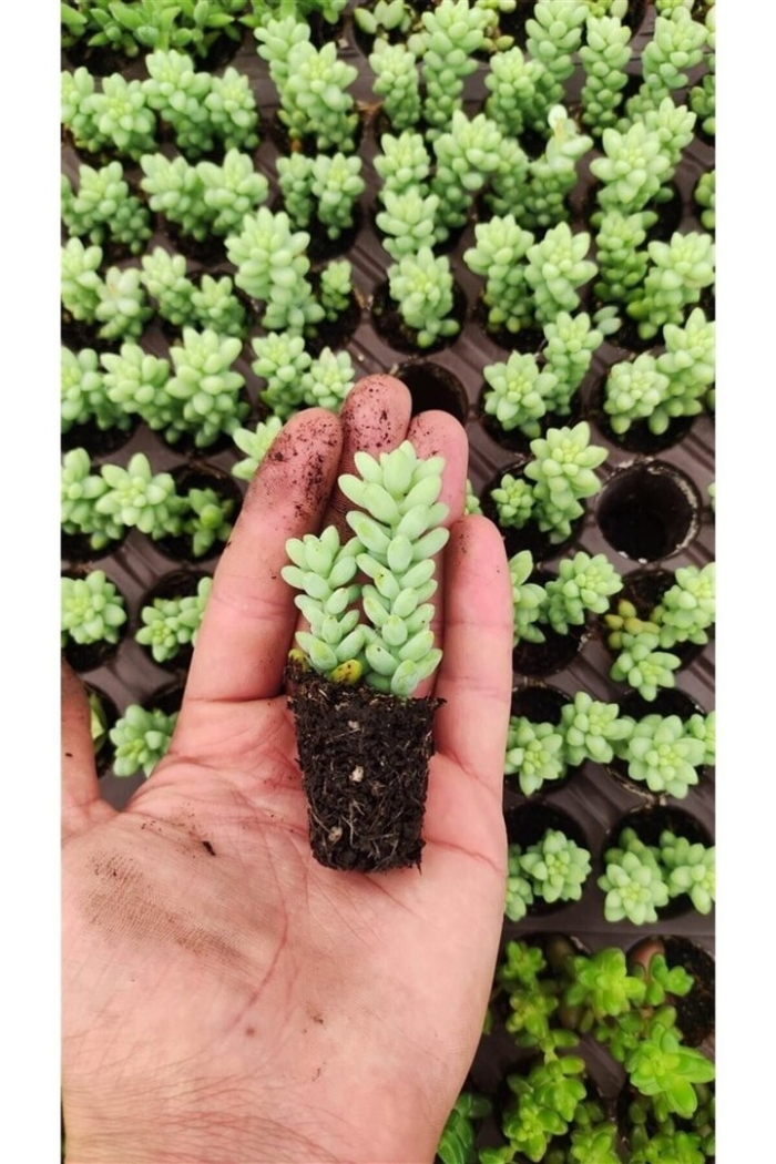 Sedum treleasei