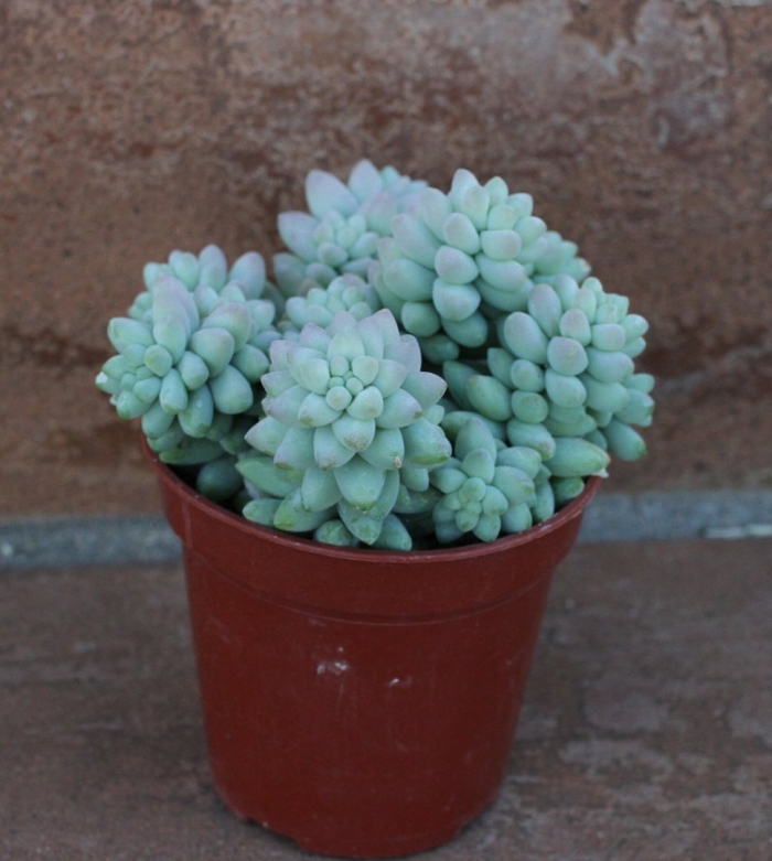 Суккулент пахифитум компактум