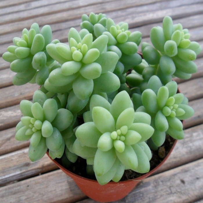 Крассула седум моргана