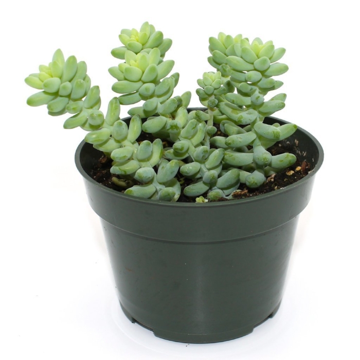 Седум суккулент