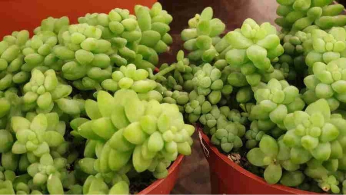 Очиток комнатный