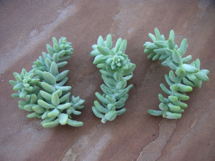 Sedum morganianum burro tail