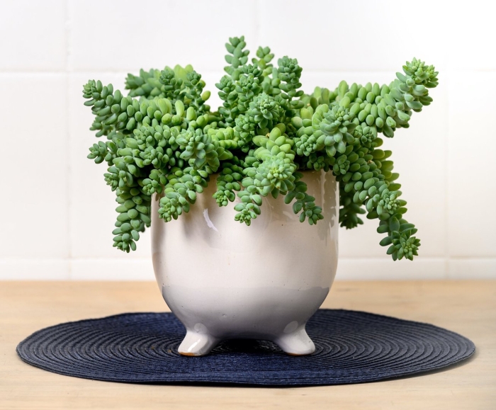 Буррито суккулент седум