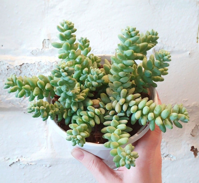 Sedum morganianum