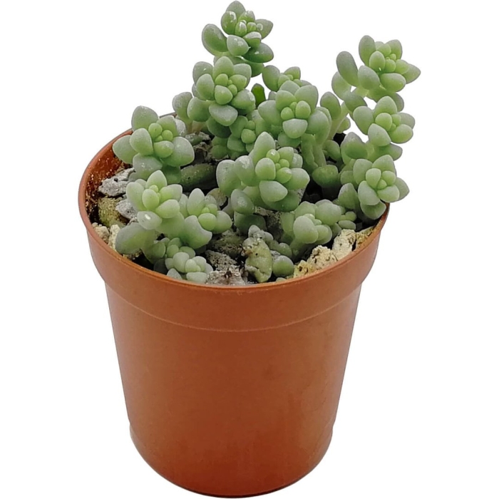 Суккулент буррито