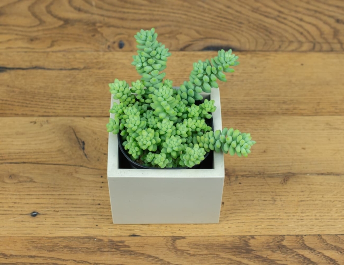 Буррито суккулент седум