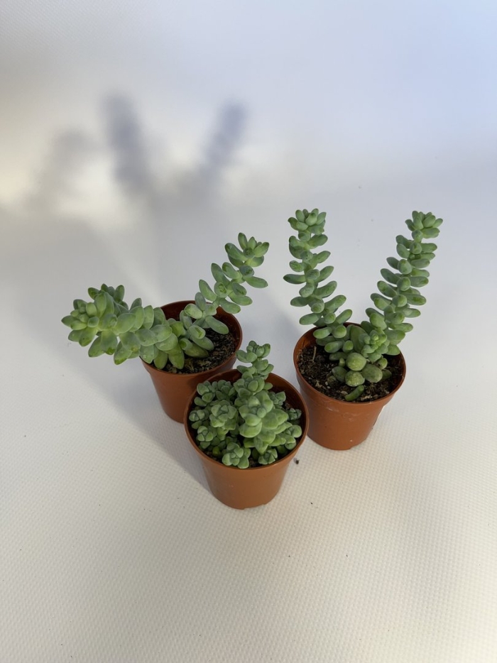 Крассула марниериана хоттентот